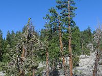 YosemiteCreek 045 : YosemiteCreek